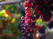 잘 익은 포도 한 송이